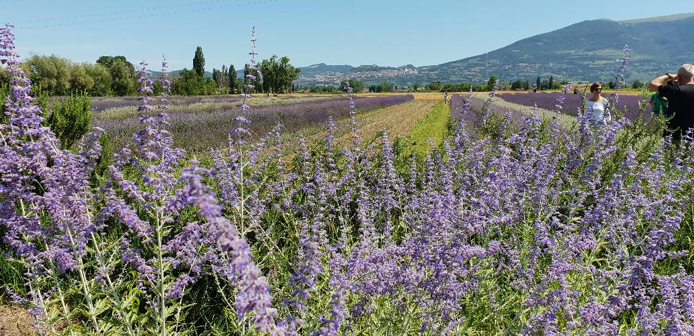 LA FESTA DELLA LAVANDA 2025