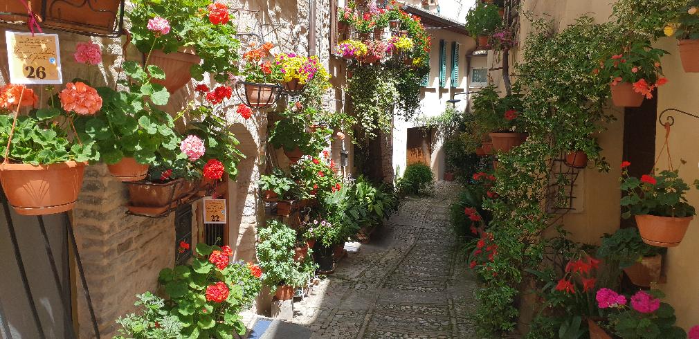 VICOLI FIORITI A SPELLO