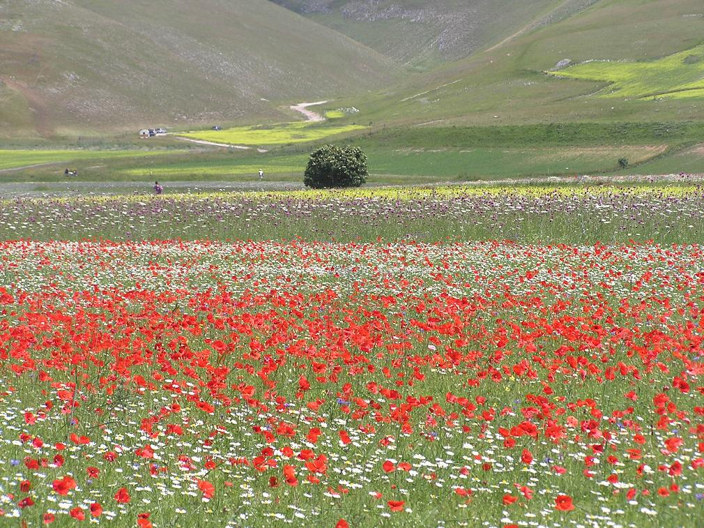 THE BLOOM IN CASTELLUCCIO